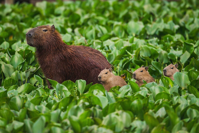 Capivara(Hydrochoerus_hydrochaeris)